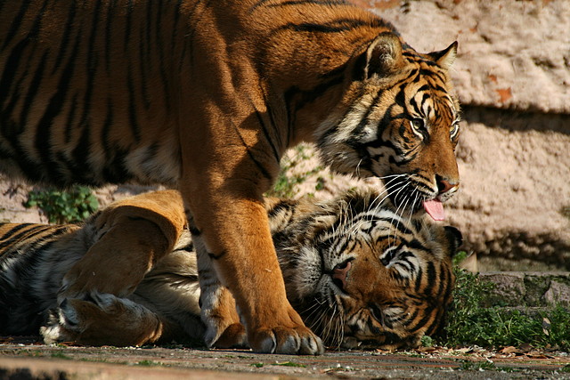Zoo de Barcelona 23-01-11 743 Zoo de Barcelona 23-01-11 743