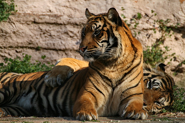 Zoo de Barcelona 23-01-11 753 Zoo de Barcelona 23-01-11 753