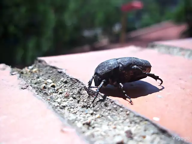 Escarabajo sin identificar