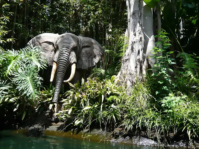 Jungle Cruise