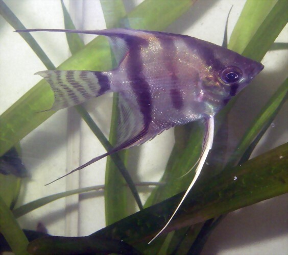 Pterophyllum altum 2 (13-2-12 Aquatec) Pterophyllum altum 2 (13-2-12 Aquatec)