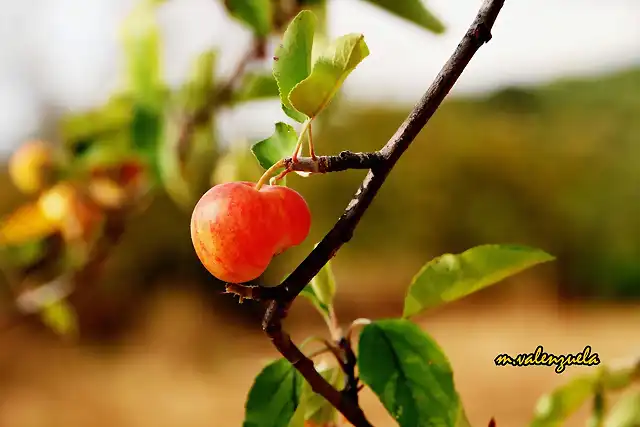 10, manzana roja2, marca