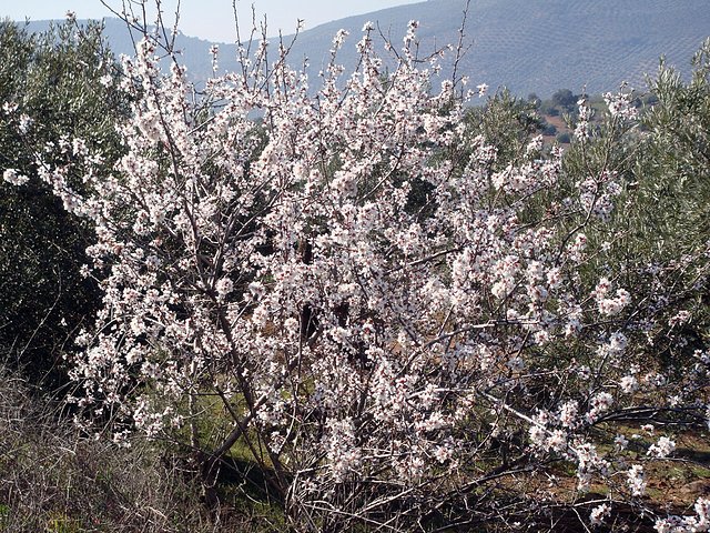 ALMENDRO EN FLOR