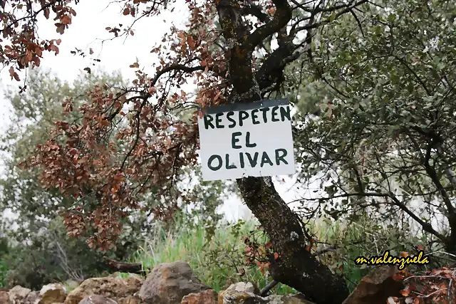 01, respeten el olivar, marca