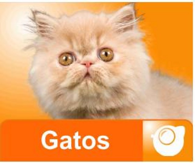 gatos web