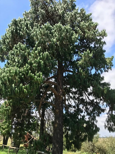 pinus patula3 pinus patula3