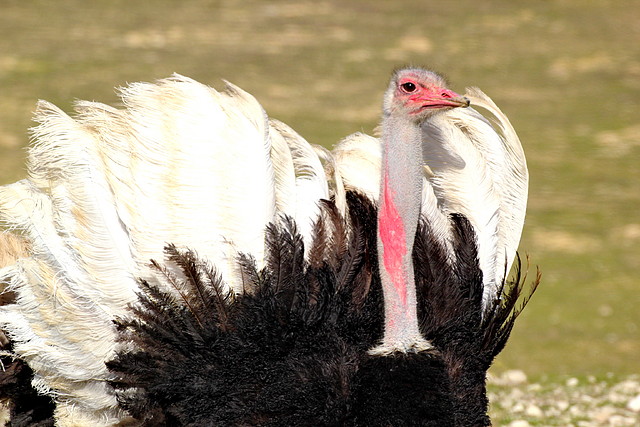 Sigean 26-12-11 180 Sigean 26-12-11 180