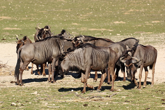 Sigean 26-12-11 165 Sigean 26-12-11 165