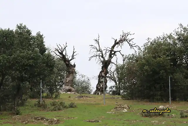 01, las dos hermanas, marca