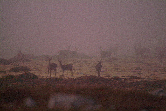 Ciervas en la niebla (cuenca bucer)