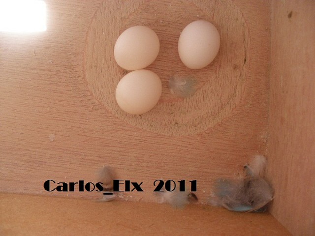 kitty y Caramelo 25-3-11 kitty y Caramelo 25-3-11