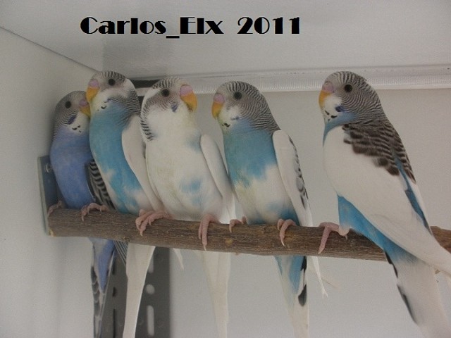 los 5 peques 25-3-11 los 5 peques 25-3-11
