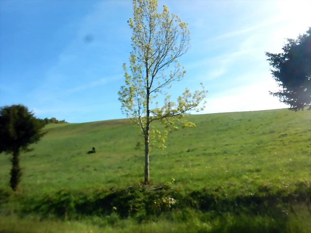DSCN2054 DSCN2054