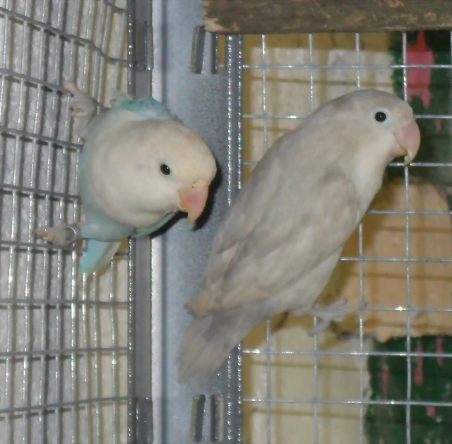 agapornis fischer agapornis fischer
