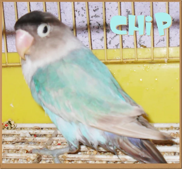 agapornis personata pastel azul agapornis personata pastel azul