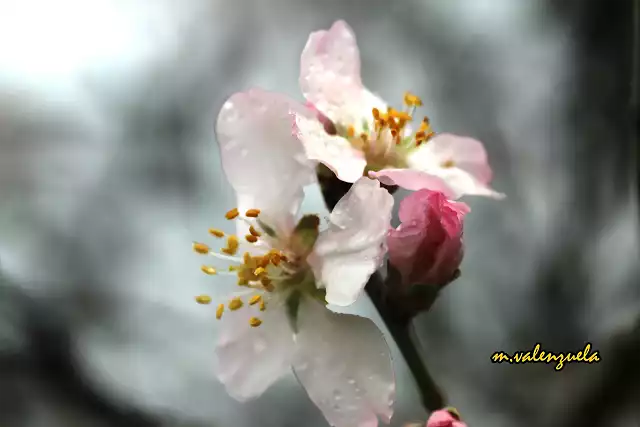 14, flor de almendro 3, marca