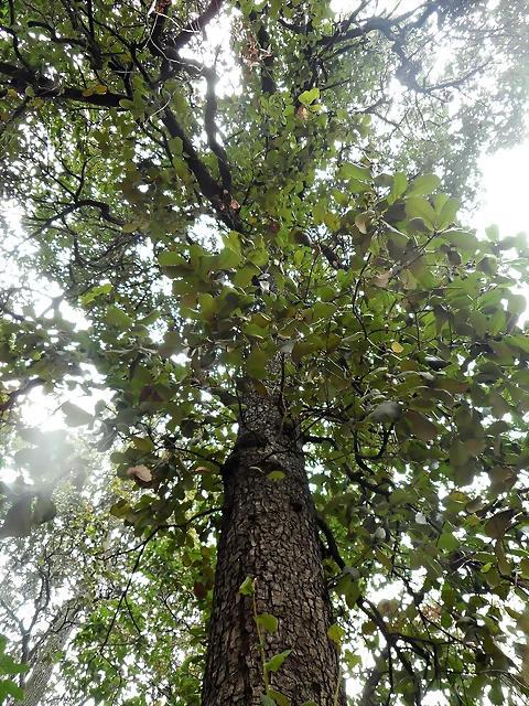 Quercus rugosa2 Quercus rugosa2