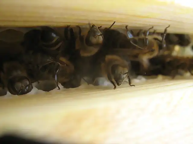 Agosto 2013 abejas (8)
