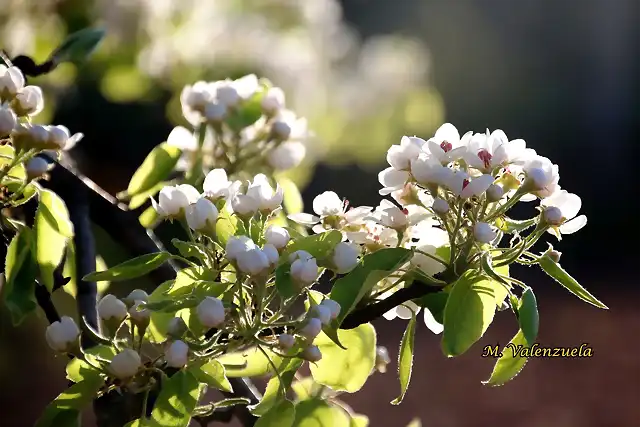 08, flores del peral 1, marca