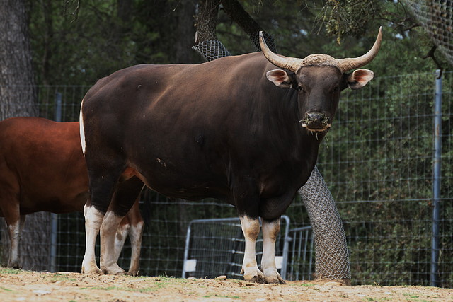 Zoo Lunaret + Sigean 18 i 19-09-10 334 Zoo Lunaret + Sigean 18 i 19-09-10 334
