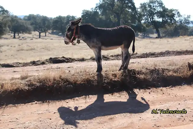 20, tomando el sol, marca