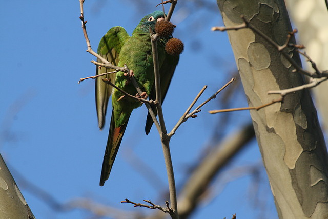 Zoo de Barcelona 09-02-11 137 Zoo de Barcelona 09-02-11 137
