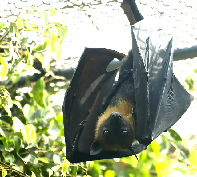 zooro volador copia