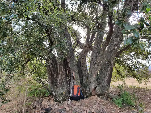 Alconoque de el prado (2)