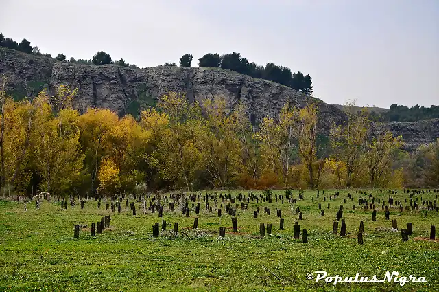 DSC_0645 low PopulusNigra