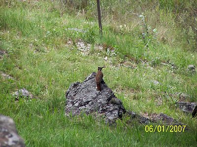 PAJARO CARPINTERO (FAUNA DEL LUGAR)