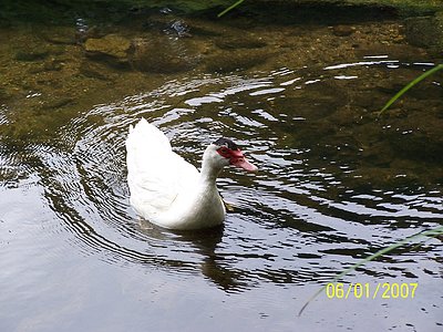 FAUNA DEL LUGAR, JAJJA