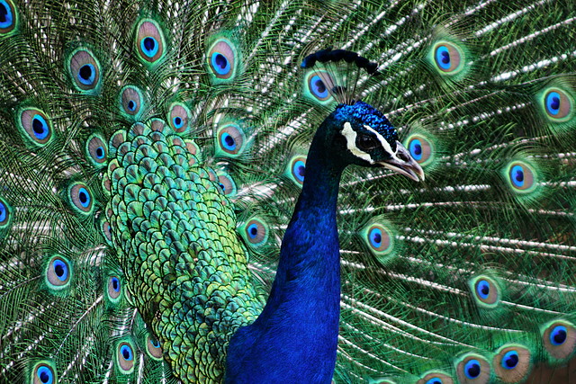 Zoo de Barcelona 199 Zoo de Barcelona 199