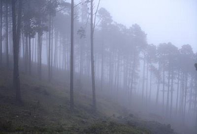 la_niebla_en_el_bosque la_niebla_en_el_bosque