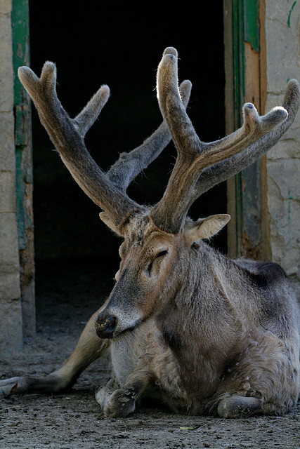 Zoo de Barcelona 07-04-11 341 Zoo de Barcelona 07-04-11 341