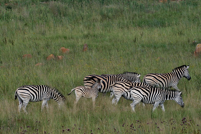 Rietvlei Nature Reserve 7-02-09 428 Rietvlei Nature Reserve 7-02-09 428