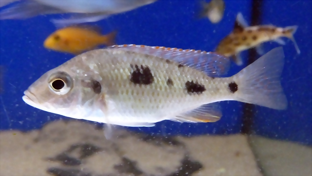 Otopharynx tetrastigma (5-8-17 Zoo Zajac) Otopharynx tetrastigma (5-8-17 Zoo Zajac)