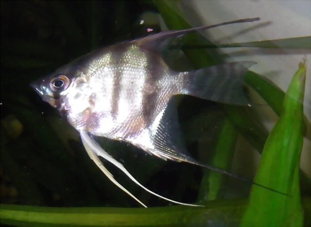 Pterophyllum altum 1 (13-2-12 Aquatec) Pterophyllum altum 1 (13-2-12 Aquatec)