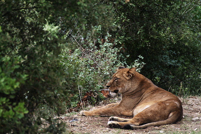Zoo Lunaret + Sigean 18 i 19-09-10 652 Zoo Lunaret + Sigean 18 i 19-09-10 652