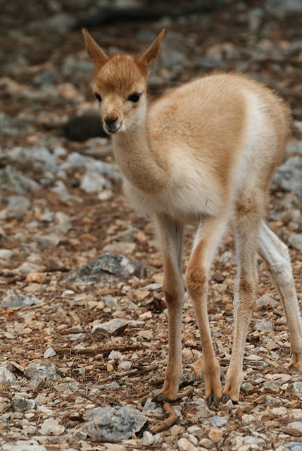 Zoo Lunaret + Sigean 18 i 19-09-10 978 Zoo Lunaret + Sigean 18 i 19-09-10 978