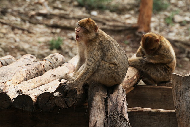 Zoo Lunaret + Sigean 18 i 19-09-10 634 Zoo Lunaret + Sigean 18 i 19-09-10 634