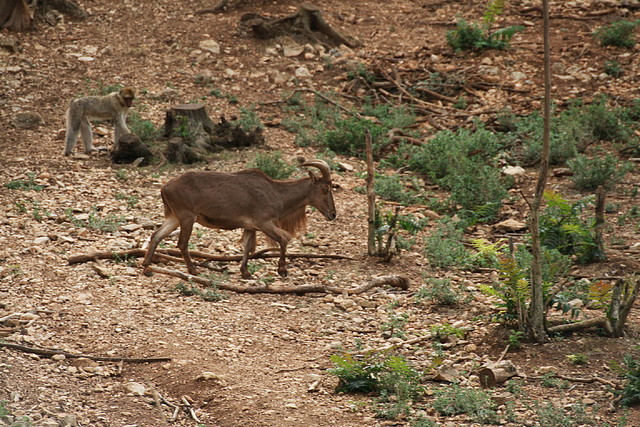 Zoo Lunaret + Sigean 18 i 19-09-10 648 Zoo Lunaret + Sigean 18 i 19-09-10 648