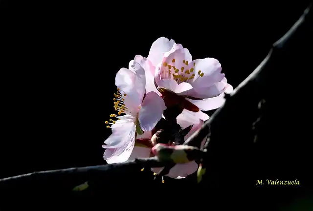 23, flor de almendro, marca4