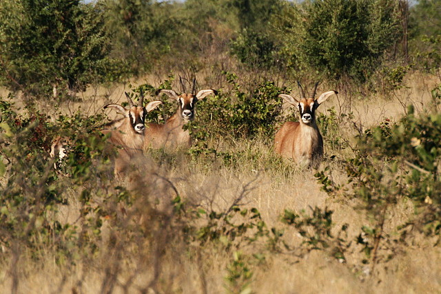 Kruger National Park 28-31 mayo 2009 308 Kruger National Park 28-31 mayo 2009 308