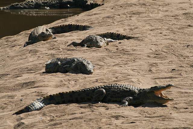 Kruger National Park 28-31 mayo 2009 164 Kruger National Park 28-31 mayo 2009 164
