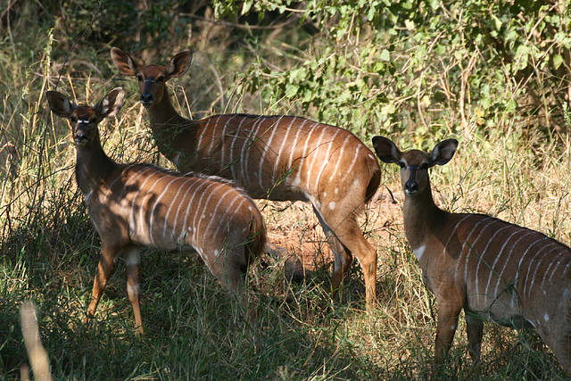 Kruger National Park 28-31 mayo 2009 217 Kruger National Park 28-31 mayo 2009 217