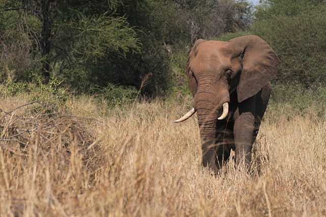 Kruger National Park 28-31 mayo 2009 096