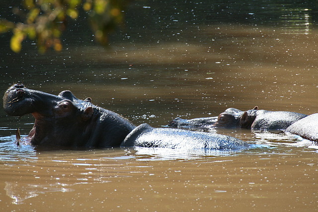 Kruger National Park 28-31 mayo 2009 154 Kruger National Park 28-31 mayo 2009 154