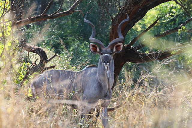 Kruger National Park 28-31 mayo 2009 089