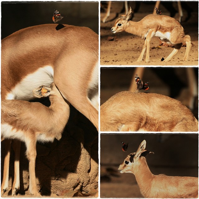 gasela_bambi gasela_bambi