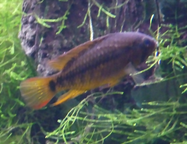 Apistogramma macmasteri Apistogramma macmasteri